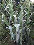 Гигантска тръстика, Arundo donax, декоративни, бързорастящи,жив плет, снимка 1 - Градински цветя и растения - 25635982