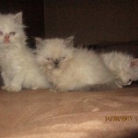 Малки персийски котенца, снимка 8 - Персийска - 19289720