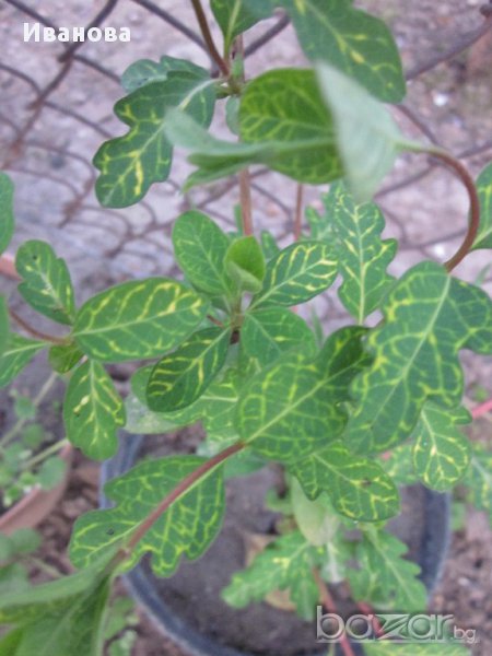 Вариегатна Лоницера , снимка 1