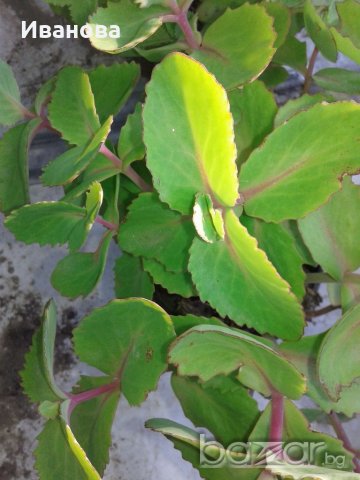 Седум 11, снимка 2 - Градински цветя и растения - 18349585