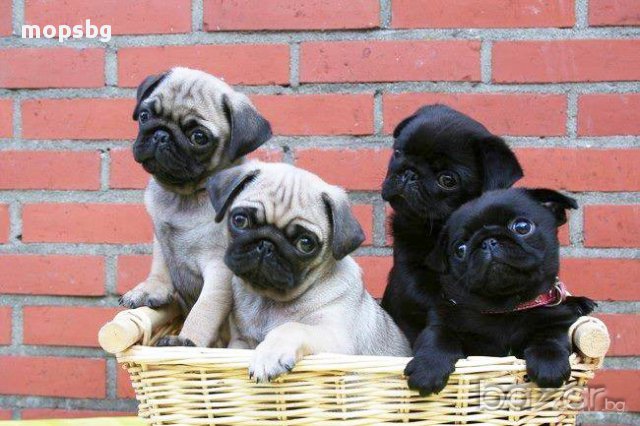 Единствено Мопс България ООД предлага на българския пазар чистокръвни бебета Мопс с родословие, снимка 6 - Мопс - 10768453