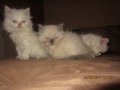 Малки персийски котенца, снимка 8