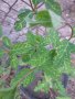 Вариегатна Лоницера , снимка 1 - Градински цветя и растения - 14222146