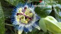 Пасифлора - цвете на страстта, снимка 1 - Градински цветя и растения - 19018958