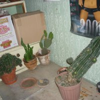 Продавам кактуси различни видове, снимка 14 - Градински цветя и растения - 21422494