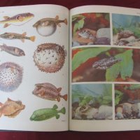 1983 год. Книга за животните и рибите Русия, снимка 10 - Други - 24608150