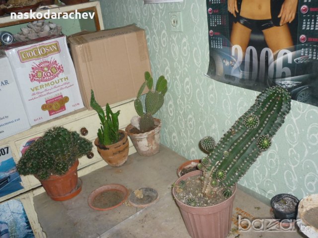 Продавам кактуси различни видове, снимка 14 - Градински цветя и растения - 21422494