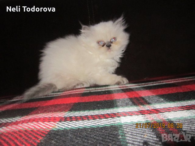Котки обяви на породисти животни - Радомир: — Bazar.bg