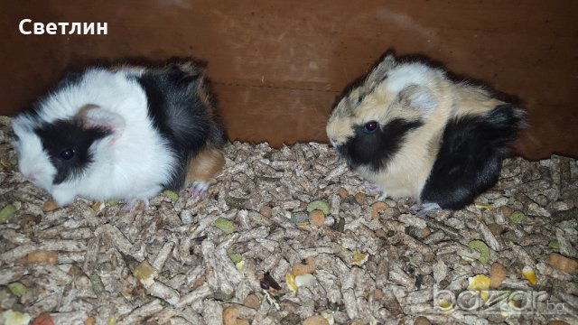 Продавам морско свинче, снимка 2 - Други - 16852213