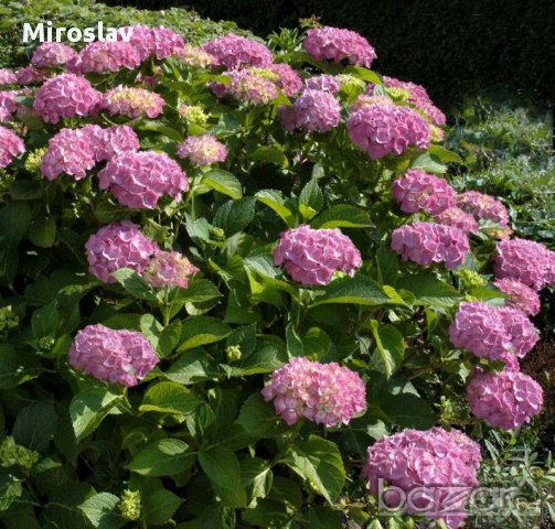 Хортензия в саксия, снимка 1 - Градински цветя и растения - 11290025