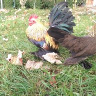 Sergiev Farm продава пилета и яйца от различни видове кокошки, снимка 8 - Кокошки и пуйки - 13584889
