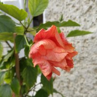 китайска роза , снимка 2 - Градински цветя и растения - 24498730