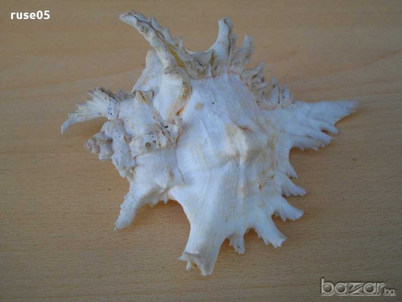 Раковина - 7, снимка 1