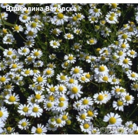 Продавам семена етерично маслени култури, снимка 2 - Други стоки за дома - 19082636