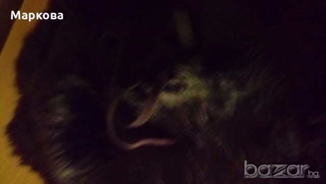 Мъжка кожена шапка, снимка 3 - Други - 20760400