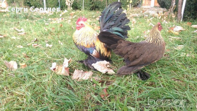 Sergiev Farm продава пилета и яйца от различни видове кокошки, снимка 8 - Кокошки и пуйки - 13584889