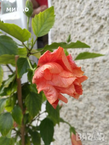 китайска роза , снимка 2 - Градински цветя и растения - 24498730