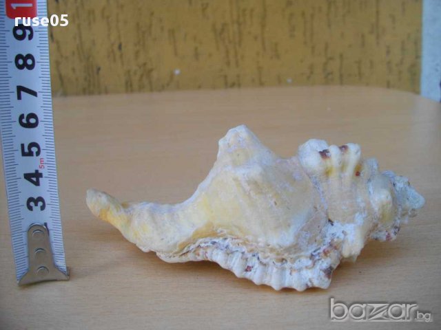 Раковина - 9, снимка 2 - Други ценни предмети - 14605420