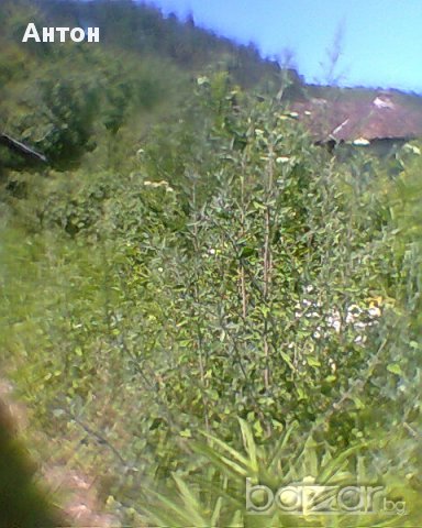 къща с двор в с Стакевци община Видин, снимка 6 - Къщи - 13418561