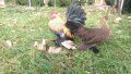 Sergiev Farm продава пилета и яйца от различни видове кокошки, снимка 8