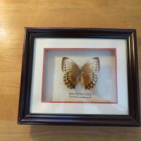 Стар красив екземпляр на китайска пеперуда Stichophthalma howqua, снимка 1 - Декорация за дома - 22626176