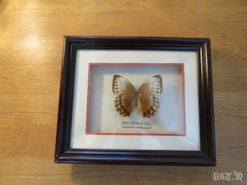Стар красив екземпляр на китайска пеперуда Stichophthalma howqua, снимка 1