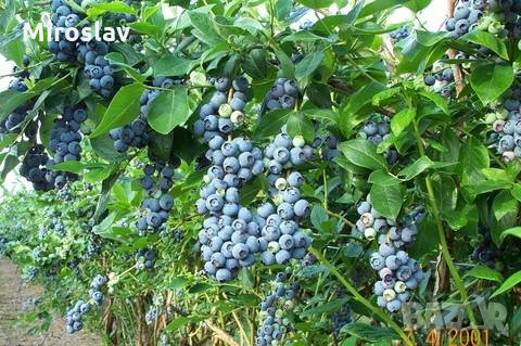 Американска черна Боровинка  (ПРОМОЦИЯ), снимка 2 - Градински цветя и растения - 24588633