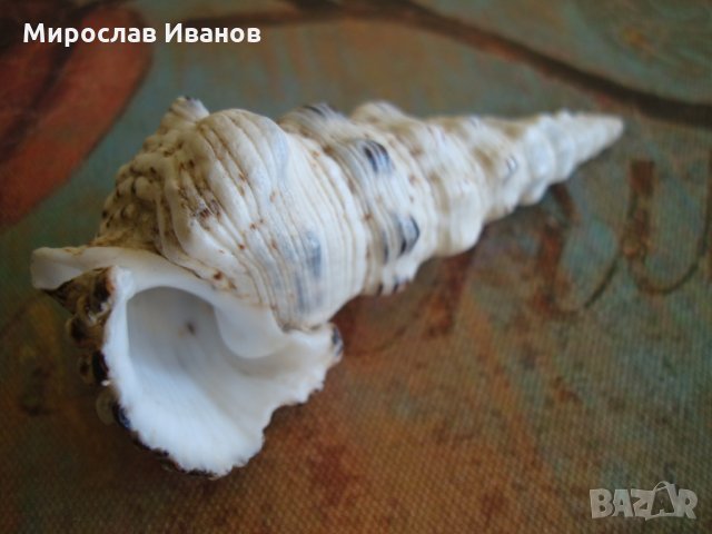 * Сейшел * - раковина , снимка 2 - Колекции - 23508068