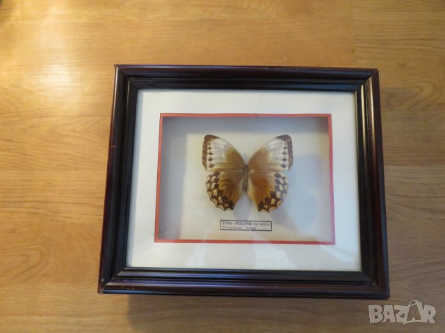 Стар красив екземпляр на китайска пеперуда Stichophthalma howqua, снимка 1 - Декорация за дома - 22626176