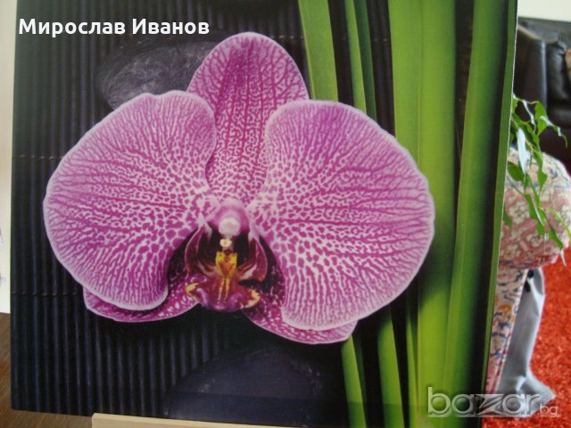 " Лилаво цвете " - пано от Франция, снимка 1