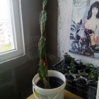 Кактус опунция, снимка 1 - Стайни растения - 21029159