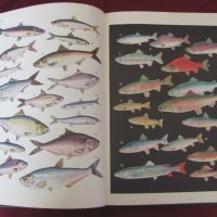 1983 год. Книга за животните и рибите Русия, снимка 8 - Други - 24608150