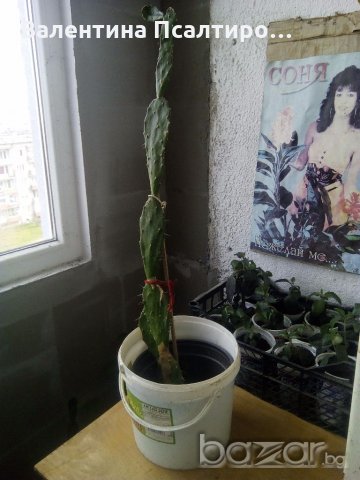 Кактус опунция, снимка 1 - Стайни растения - 21029159