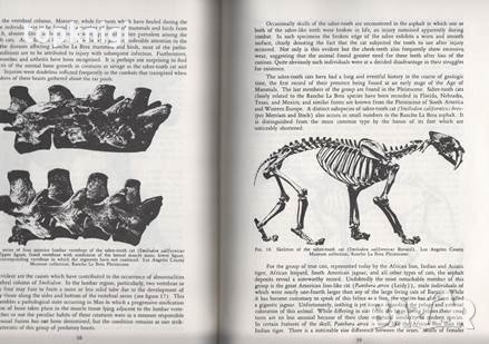 Rancho La Brea / Chester Stock, снимка 4 - Специализирана литература - 23876583