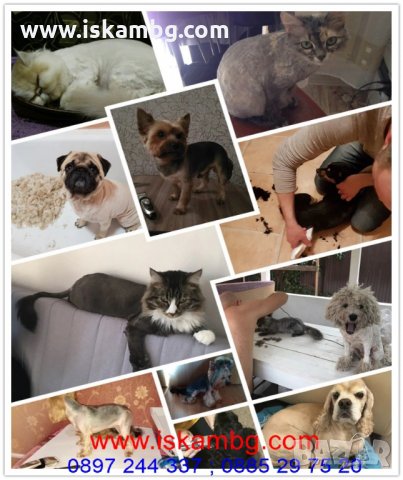 Машинка за подстригване на кучета Baorun P2 - код P2, снимка 6 - За кучета - 25967268