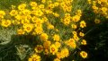 продавам цветя Кореопсис - разсад за пролетно засаждане, снимка 7
