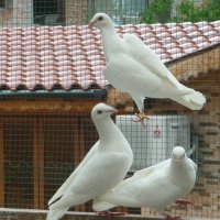 Красиви снежно бели гълъби за сватби, тържества, помени и др., снимка 1 - Гълъби - 21594383