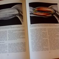 Цветен атлас "Рельефная анатомия человека", снимка 4 - Специализирана литература - 15458846