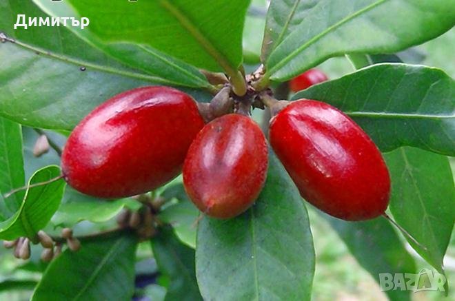 Магически плод (таблетки) / Miracle fruit / Miracle berry (Synsepalum dulcificum), снимка 1