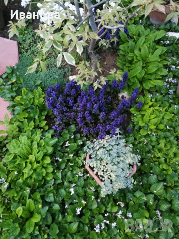 Аюга, снимка 2 - Градински цветя и растения - 21263076
