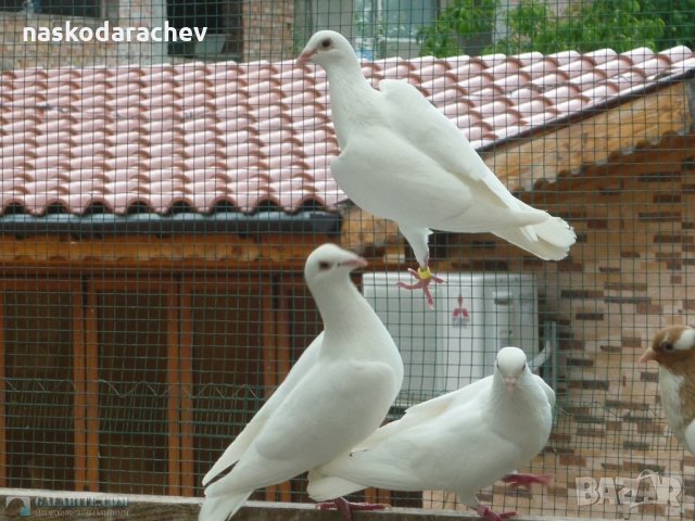 Красиви снежно бели гълъби за сватби, тържества, помени и др., снимка 1 - Гълъби - 21594383
