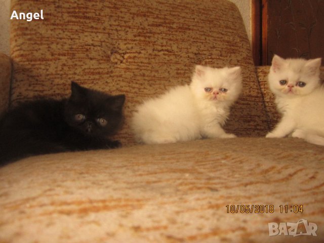 Персийски котенца пълен екстремал , снимка 3 - Персийска - 21549051