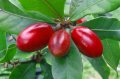 Магически плод (таблетки) / Miracle fruit / Miracle berry (Synsepalum dulcificum), снимка 1
