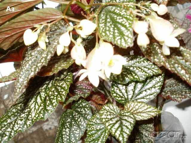 продавам цветя Бегонии Тамая - височина 40 см (мерено без саксията)