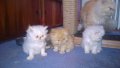 Персийски котенца екстремал , колор поинт, снимка 3