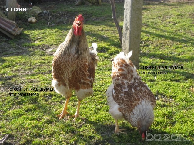 ПРОДАВАМ ЯЙЦА ЗА ЛЮПЕНЕ И ПИЛЕТА ОТ ЕЛИТЕН ГОЛЯМ ВИАНДОТ-СПЛАШ