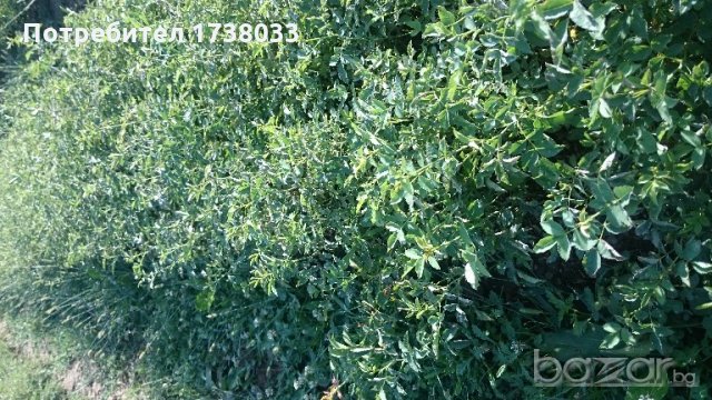 Производство на разсад Шипка сорт "Пловдив-1"  , снимка 6 - Сортови семена и луковици - 18912215