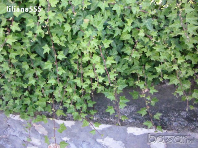 Бръшля̀н- за озеленяване стени,телени мрежи,  тераси и др, снимка 6 - Градински цветя и растения - 10636384