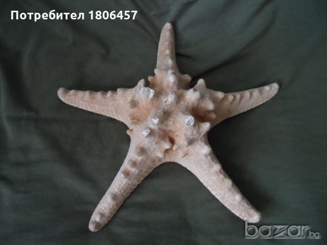 голяма морска звезда, снимка 17 - Антикварни и старинни предмети - 21356956
