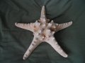 голяма морска звезда, снимка 17
